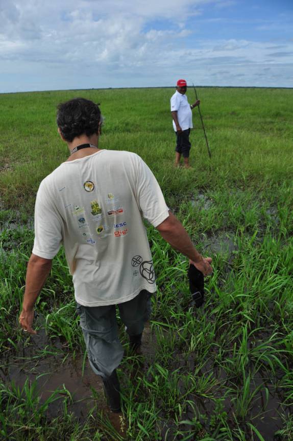 Entrando no pântano a procura de uma sucuri, no Hato El Cedral, na região dos llanos venezuelanos, perto da cidade de Mantecal